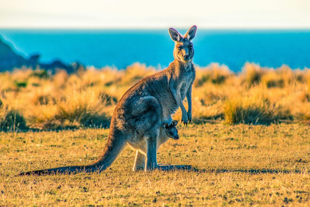 Kangaroos in Sydney