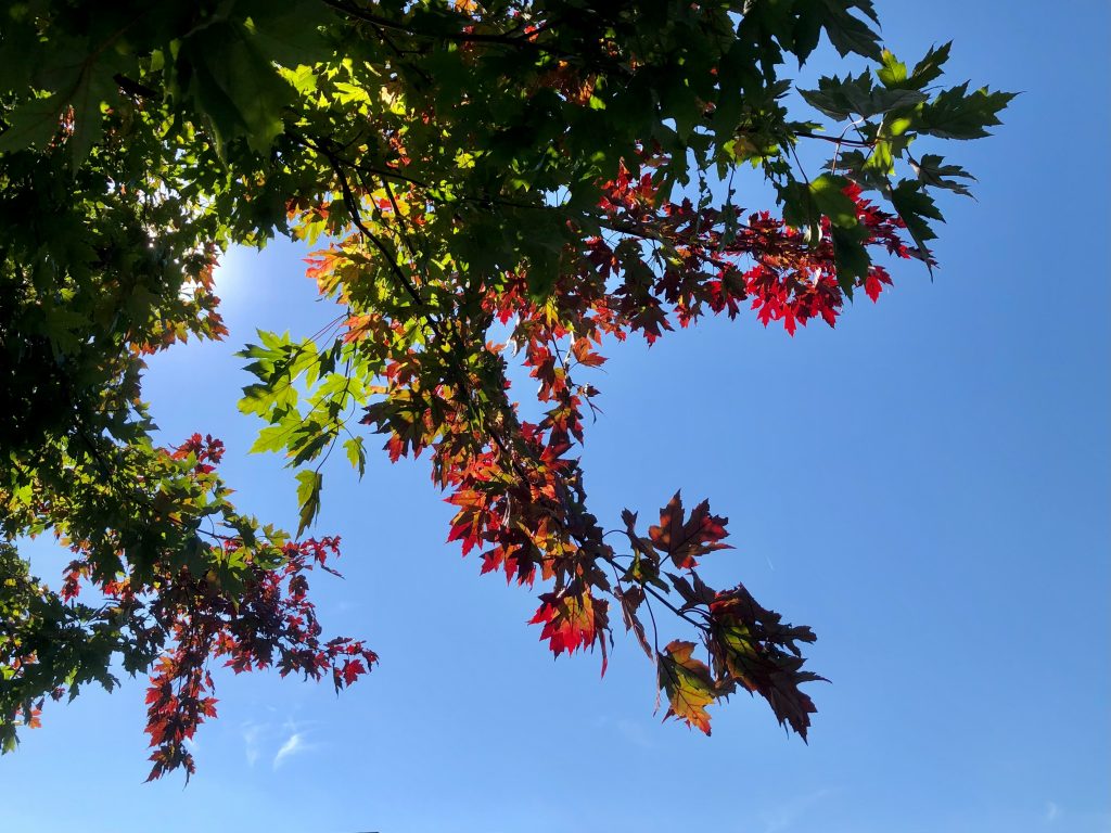 Fall foliage in Nashville