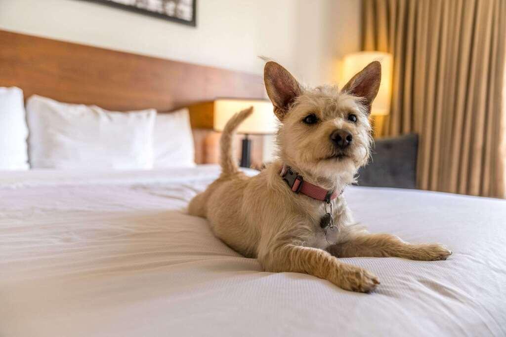 hotel image 17